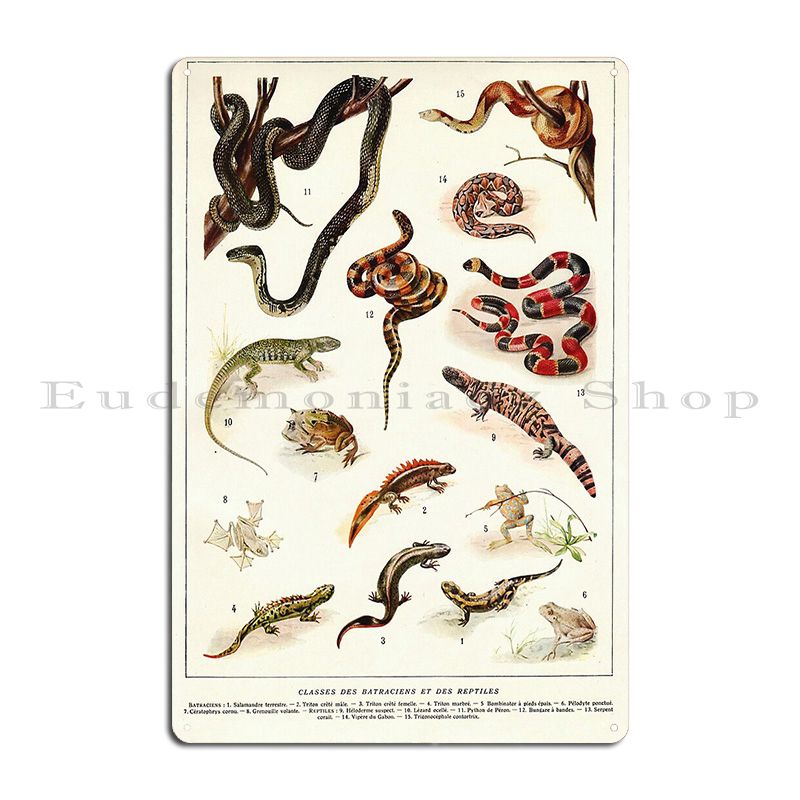 Adolphe Millot-Affiche de Zool - Home Cinema Wall Design avis et prix